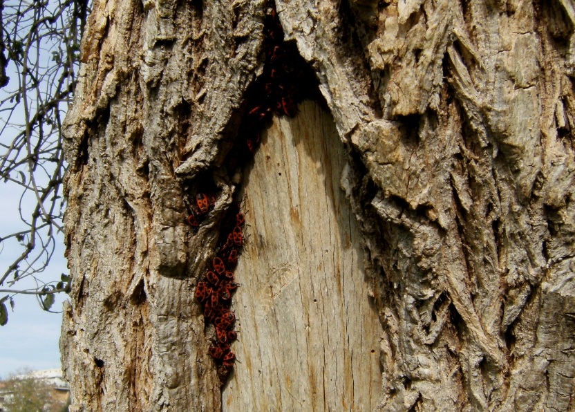 Ostello per Pyrrhocoris senza tetto